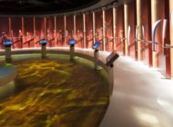 Il Museo Olimpico di Losanna, un tempio per lo sport